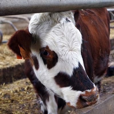 Bildungsangebote auf Bauernhöfen