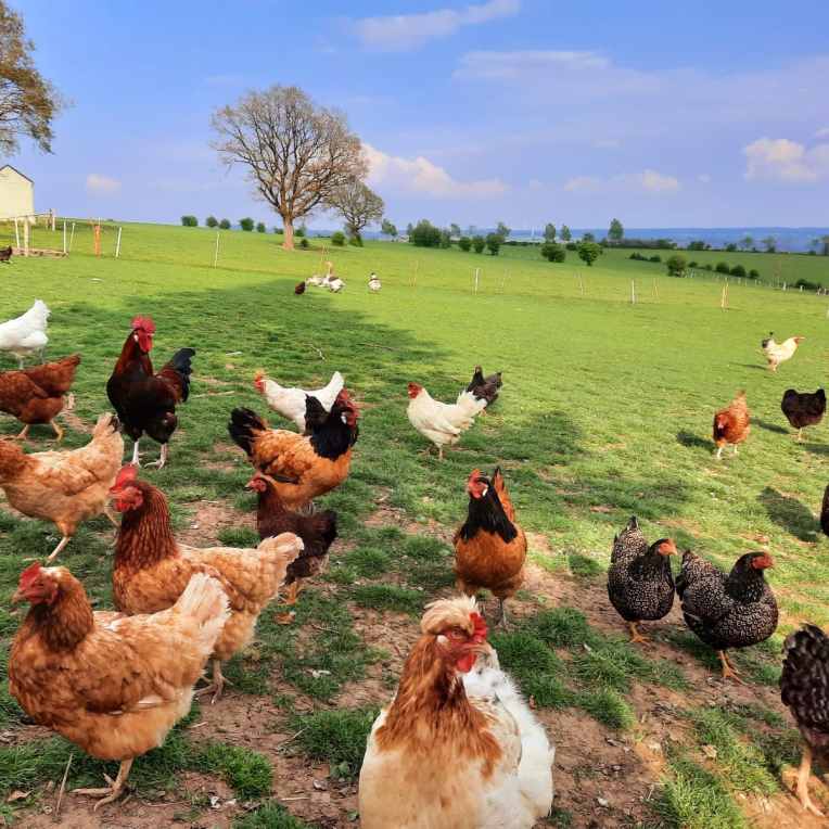 Scheunentalk online – Dienstag, 24. Mai&nbsp;2022