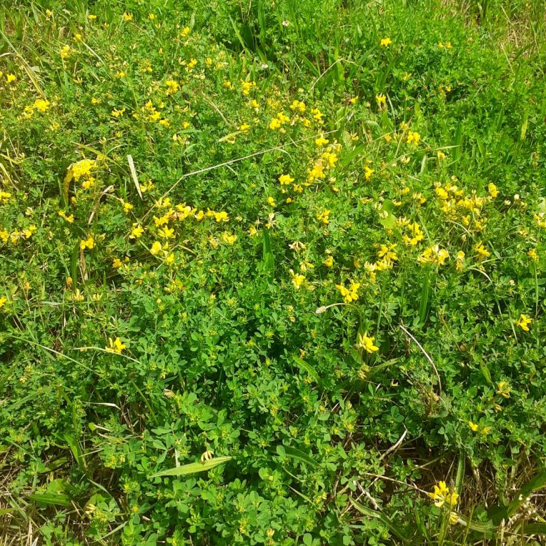 Grünland in der Bauernhof-pädagogik