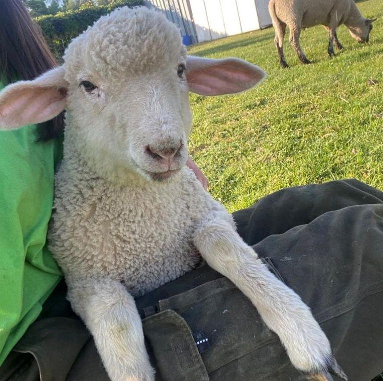 Tiergestützte Arbeit auf den Höfen