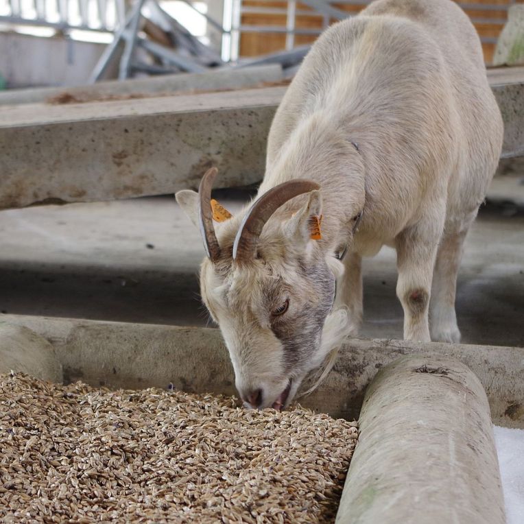 Mit Fliege und Ziege durch die&nbsp;Landwirtschaft.