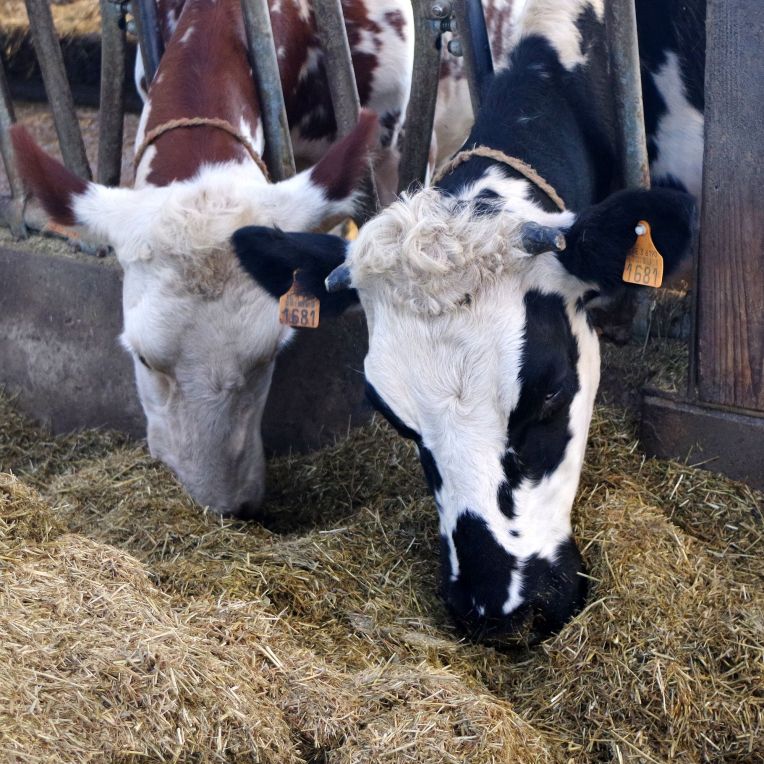 Es geht in die letzte runde – Bauernhofpädagogik Großregion