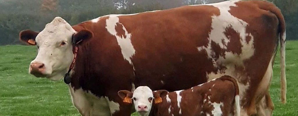 Fleckvieh-Kuh mit Kalb auf der Weide