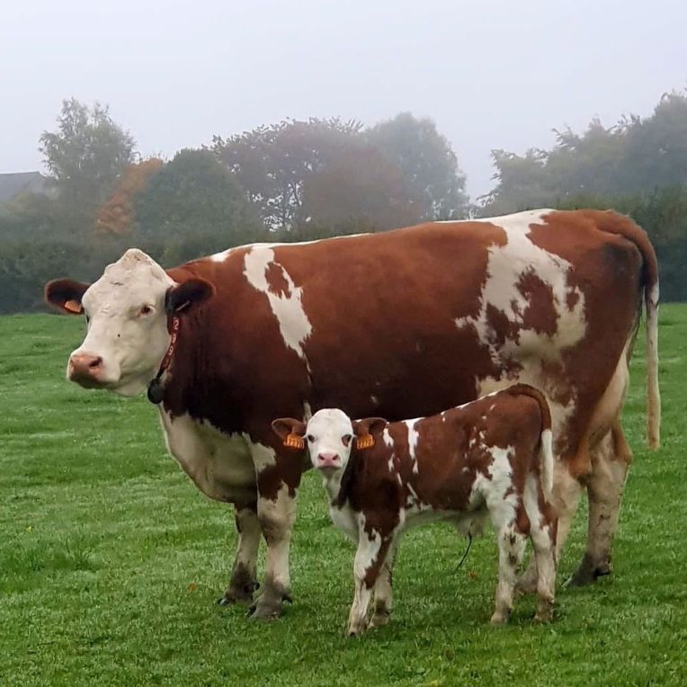 Neue Themenmodule Bauernhofpädagogik Großregion