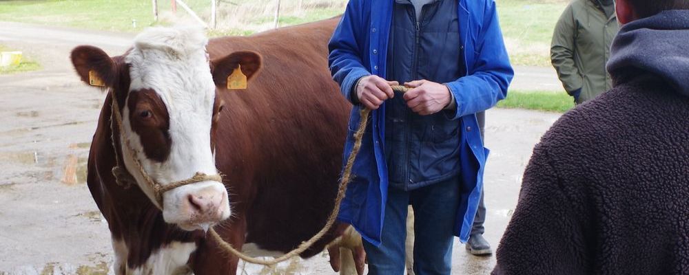 Pädagogische Kuh mit Knotenhalfter